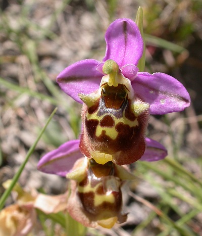 Ophrys  episcopalis