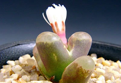 Ophthalmophyllum australe