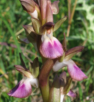 Orchis  collina