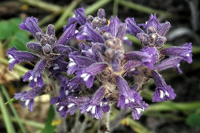 Orobanche purpurea 