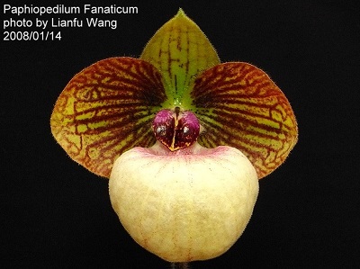 Paphiopedilum fanaticum