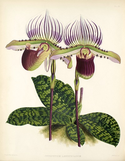 Cypripedium lawrenceanum 