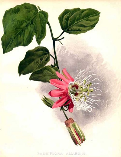 Passiflora amabilis