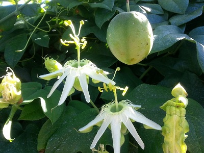 Passiflora setacea