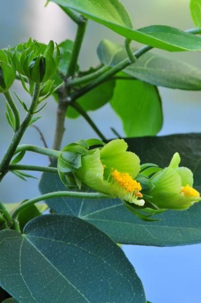 Pavonia bahamensis