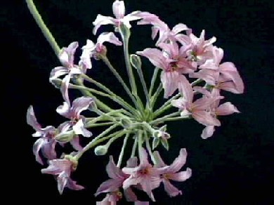 Pelargonium luridum