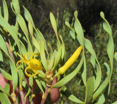 Persoonia helix