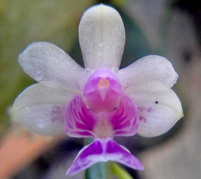 Phalaenopsis bella