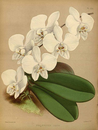 Phalaenopsis casta