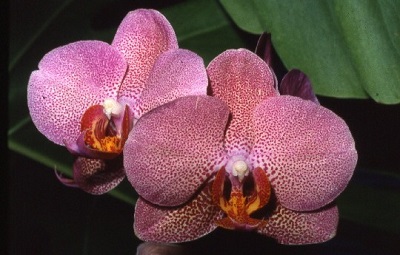 Phalaenopsis joline