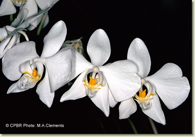 Phalaenopsis rosenstromii