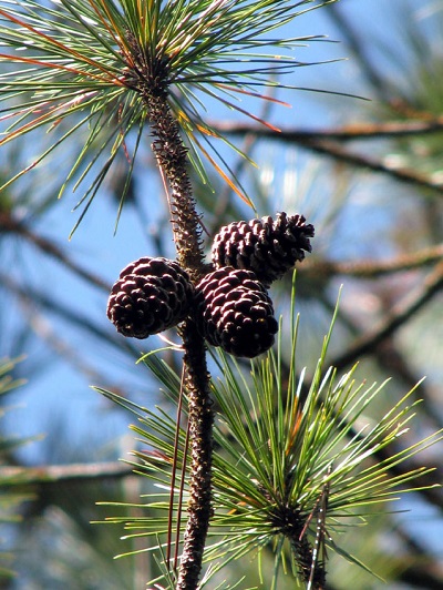 Pinus cubensis