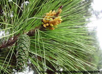 Pinus Меркуза
