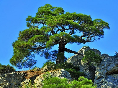 Pinus stankewiczii