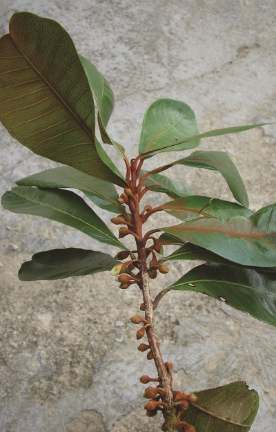Pouteria dominguensis