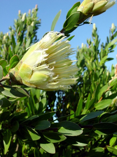 Protea cynaroides