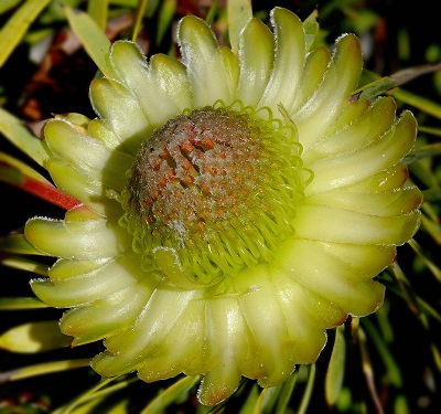 Protea scolymocephala 