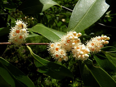 Prunus subcoriacea