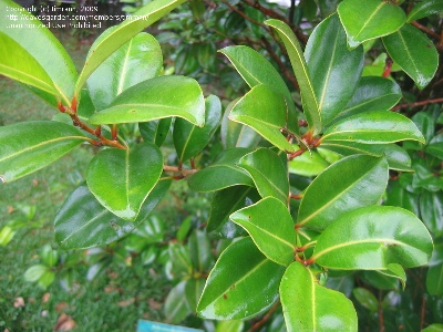 Psiloxylon mauritianum