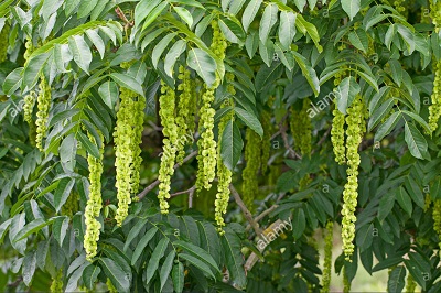 terocarya fraxinifolia