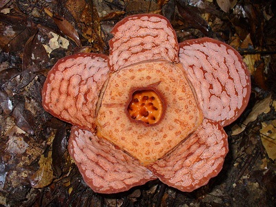 Rafflesia azlanii
