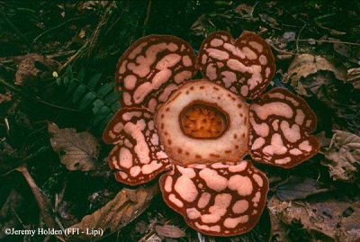 Rafflesia hasseltii