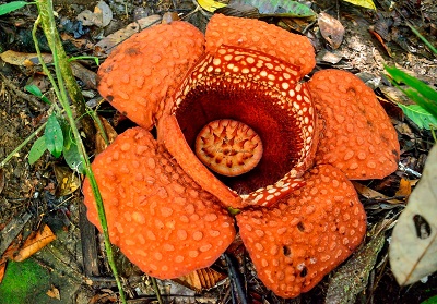 Rafflesia kerrii