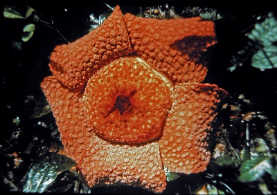 Rafflesia micropilora