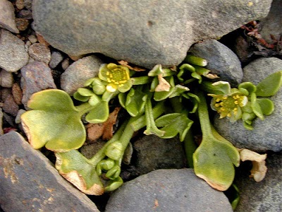 Ranunculus pseudotrullifolius