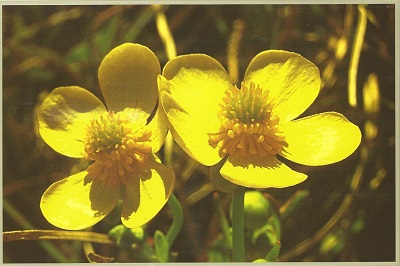 Ranunculus sagittifolius