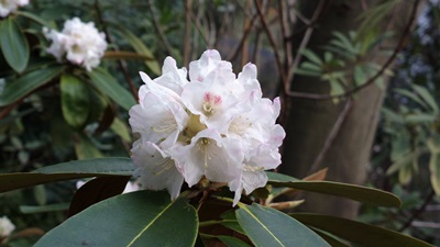 Rhododendron agglutinatum