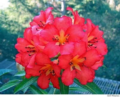Rhododendron brookeanum