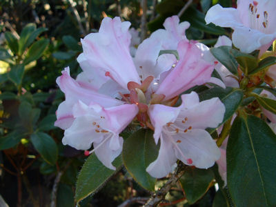 Rhododendron ciliatum