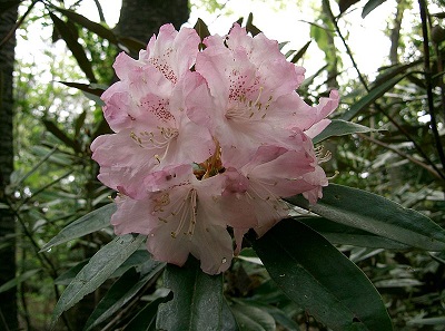 Rhododendron japonoheptamerum