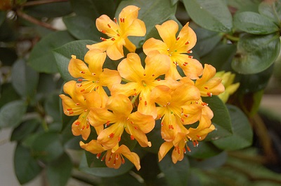Rhododendron macgregoriae