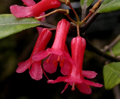 Rhododendron malayanum