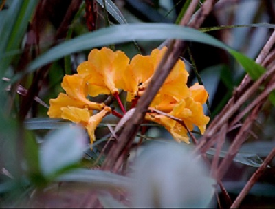 Rhododendron maxwellii