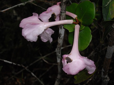 Rhododendron orbiculatum