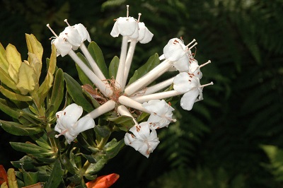 Rhododendron stapfianum