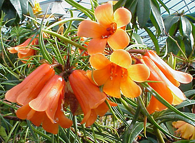 Rhododendron stenophyllum