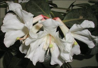 Rhododendron superbum