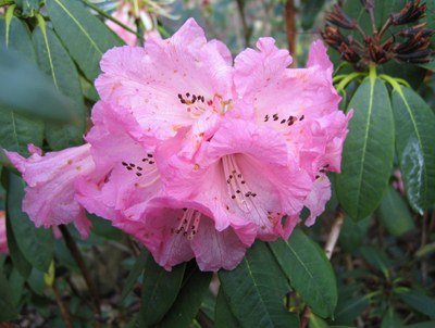 Rhododendron tanastylum