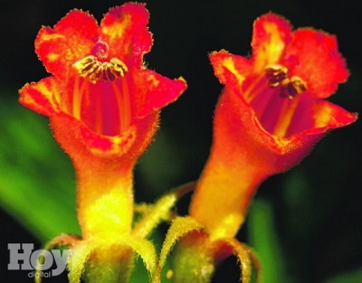 Rhytidophyllum daisyanum