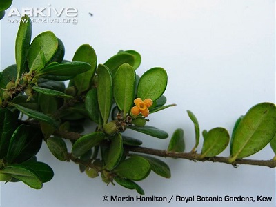 Rondeletia buxifolia