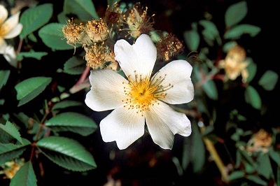 Rosa abyssinica