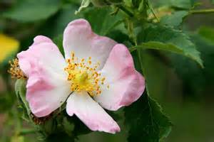 Rosa maracandica