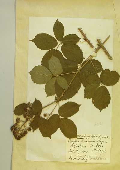 Rubus dumetorum