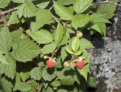 Rubus sachalinensis