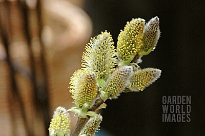 Salix aegyptiaca