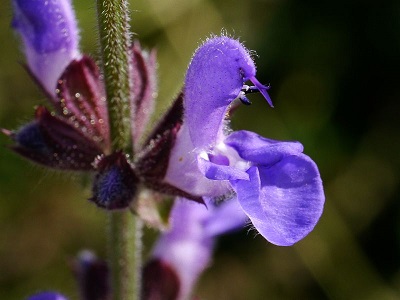 Salvia bucharica